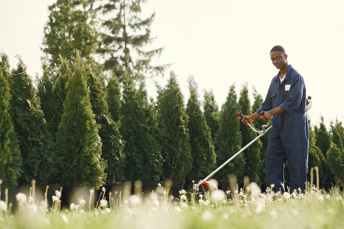 A gardener in work clothes trimming a hedge by hand.